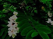 Robinia akacjowa 01