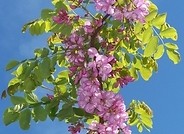 Robinia Akacjowa Floks